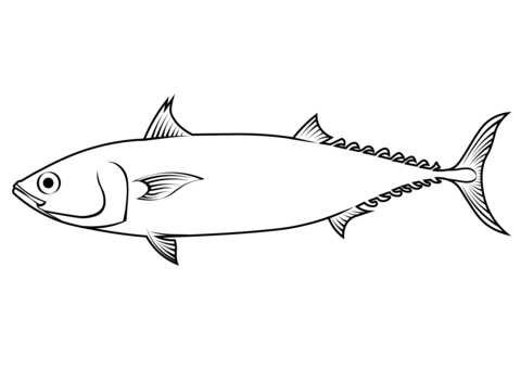 Bullet Tuna (Auxis Rochei) Coloring Page